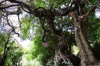 ৪১৬ বছরের পুরোনো আঙুরগাছ